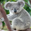 orangekoala135